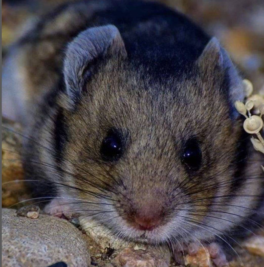 Van’ın kedisi varsa Konya’nın da avurtlağı var 2